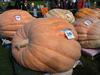 Pumpkin Entry Staging Area