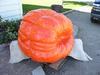 Pumpkin from Paul Rys seed