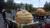 Three and a half tons of pumpkins have landed safely