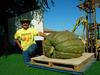 2006 Borchard Farms,  CA  Weigh-Off  squash #3