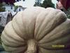 760 lb cantelope