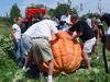 Harvest of 1078 4-H pumpkin, Tennessee