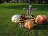 Three bugs and the pumpkins