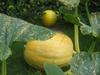young pumpkin, dik plant