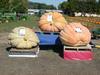 Top three pumpkins at Scholz Farms Weighoff