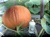 fifth update on my pumpkin
