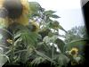 my big ol sunflowers