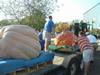 Unloading Julie Young's pumpkin