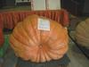 823# pumpkin grown by Jenice Fritz, Knapp, WI