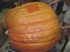Ralph Trumm's 910# exhibition pumpkin