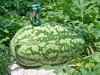my 72 lb watermelon