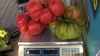 Alaska Mark tomatoes