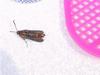 Fly Swatter 1, SVB Moth 0 (Pic 1)