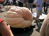 Tom Beachy's   1097.5 # pumpkin