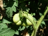 Tomato on second 7.33 Hunt plant.