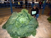World Record 138.25lb Cabbage.