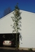 24 feet 4 inch giant amaranth (Amaranthus australis)