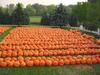 2000 Giant Pumpkins