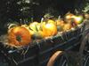 Old farm barrow whit pumpkins