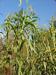 Gallina maize around 19 feet tall
