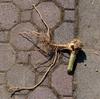 Roots and borer damage