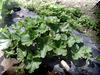 Pumpkin Plant from Japan