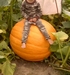 my nephew "pumpkin sitting"