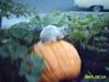 pumpkin on Corkum squash plant - #2